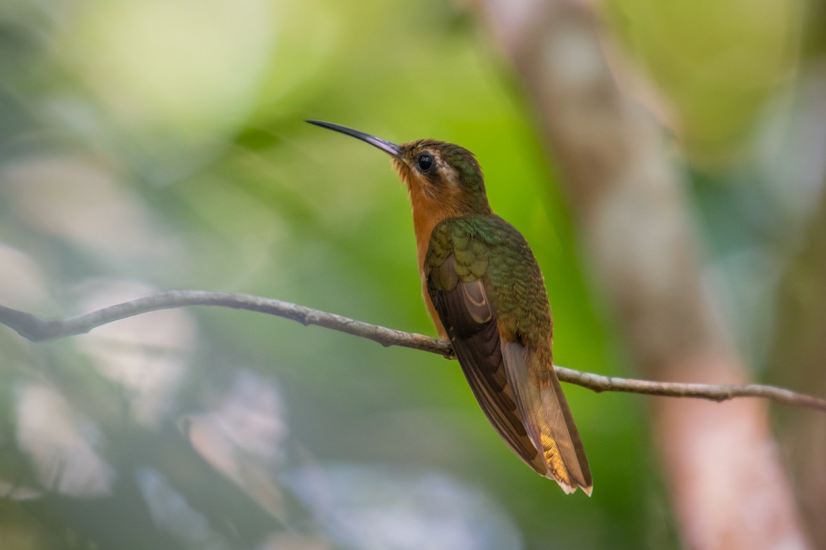 Hook-billed Hermit - ML640491016