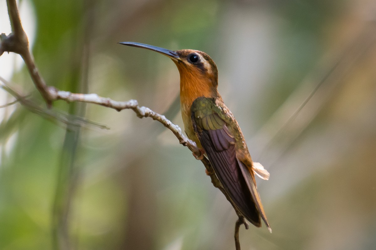 Hook-billed Hermit - ML640491017