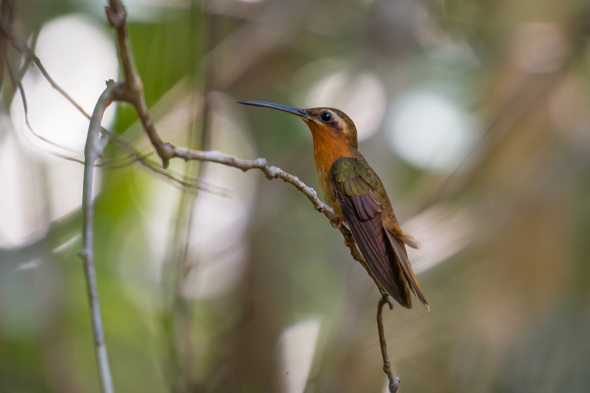 Hook-billed Hermit - ML640491018
