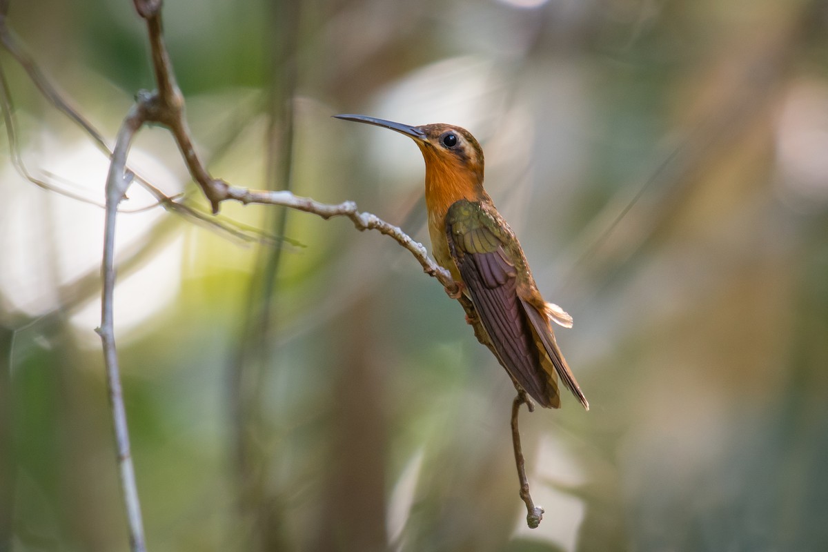 Hook-billed Hermit - ML640491019