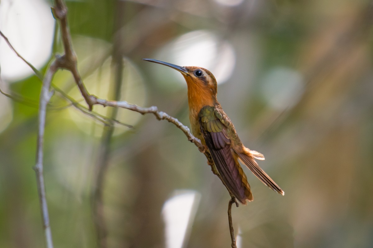 Hook-billed Hermit - ML640491020