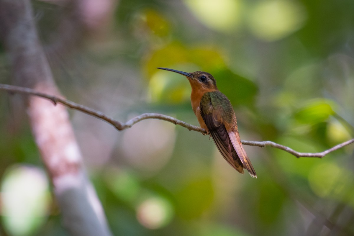 Hook-billed Hermit - ML640491024