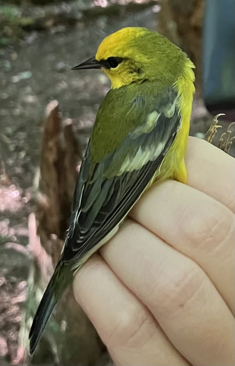 Blue-winged Warbler - ML640491036