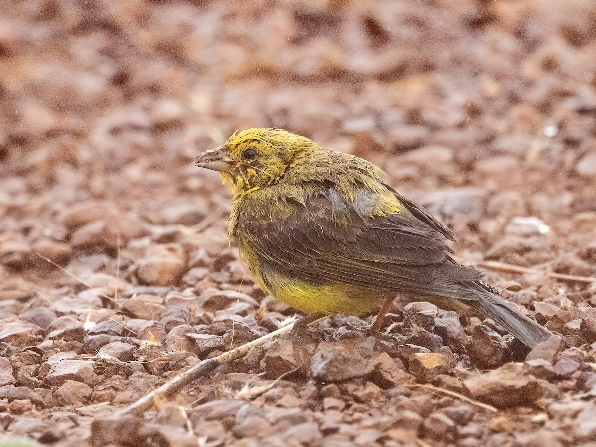 Stripe-tailed Yellow-Finch - ML640491037