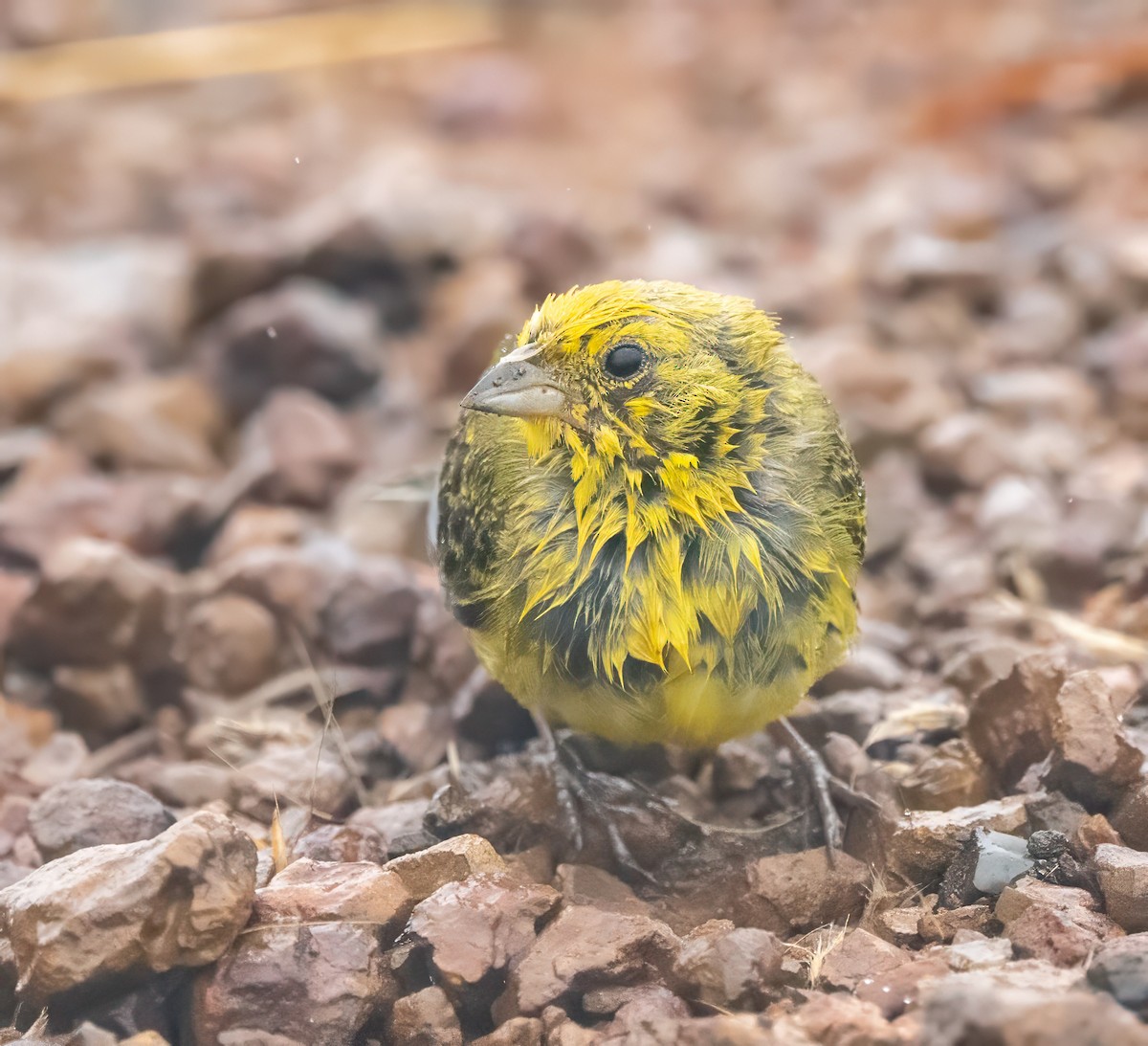 Stripe-tailed Yellow-Finch - ML640491042