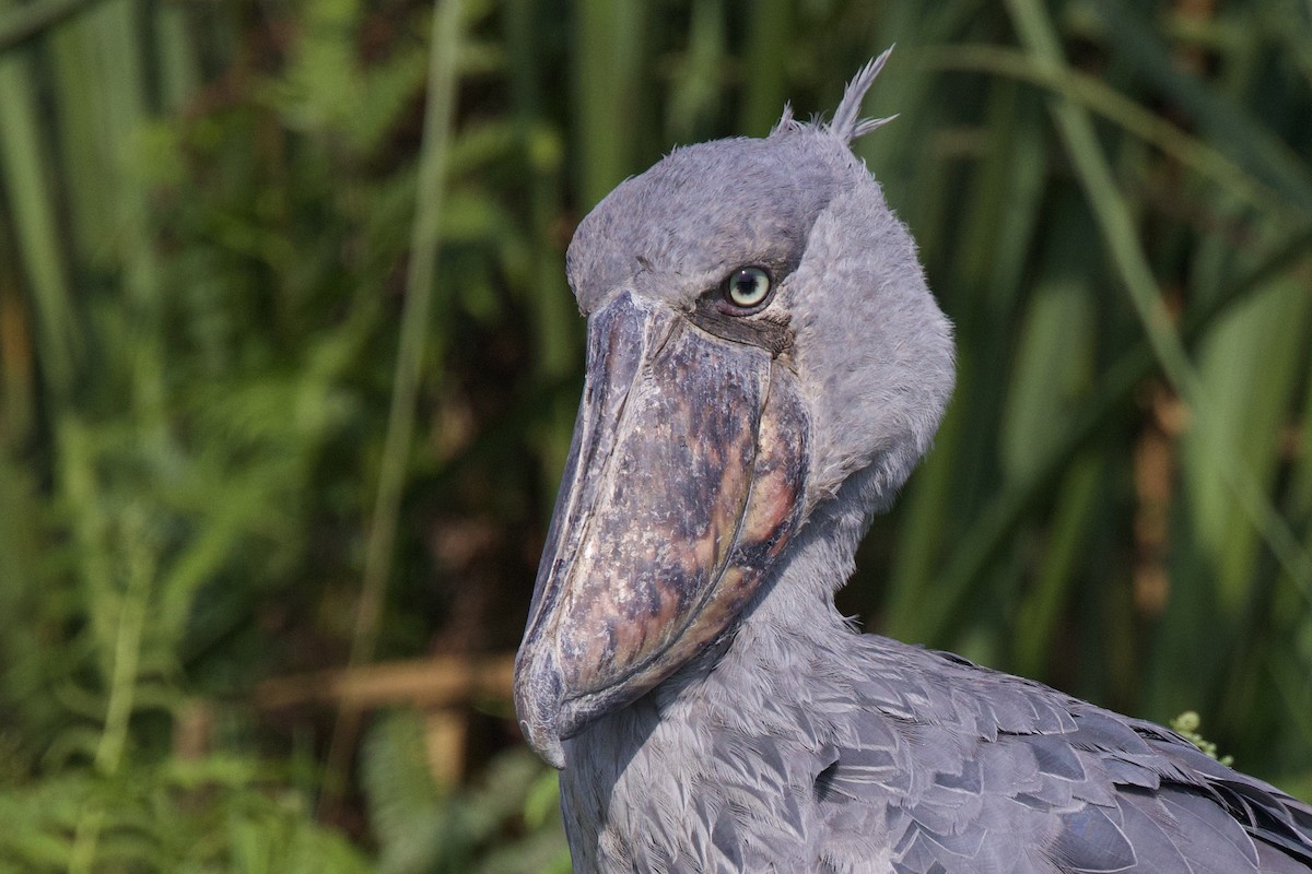 Shoebill - ML640491084