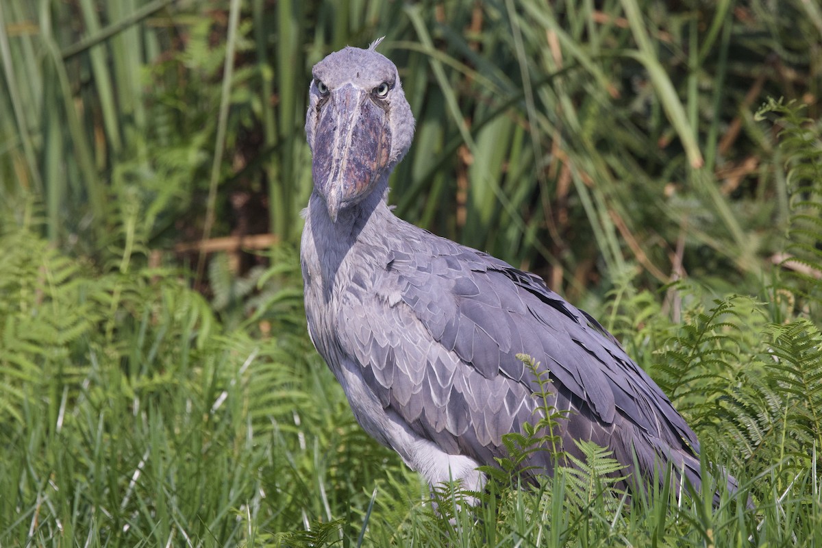 Shoebill - ML640491086