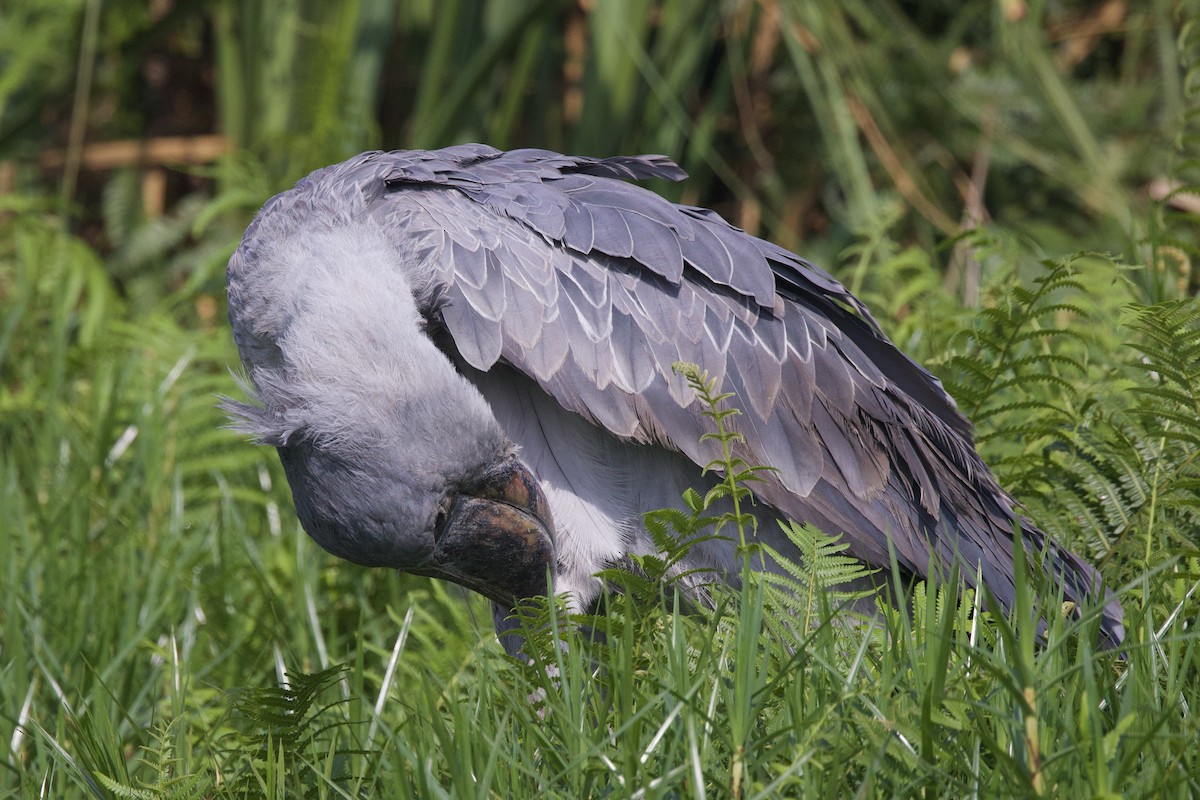 Shoebill - ML640491089