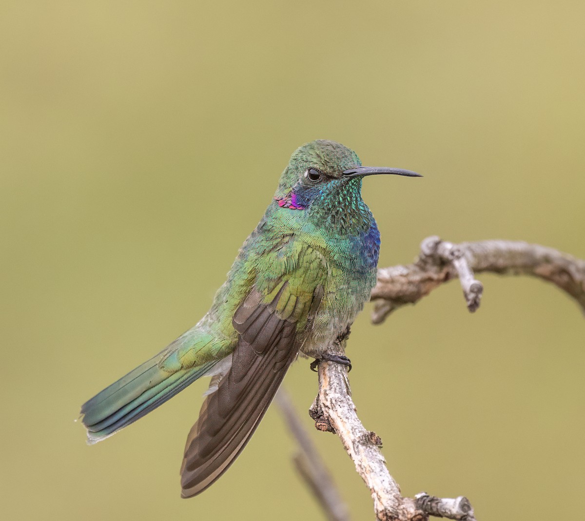 White-vented Violetear - ML640491094