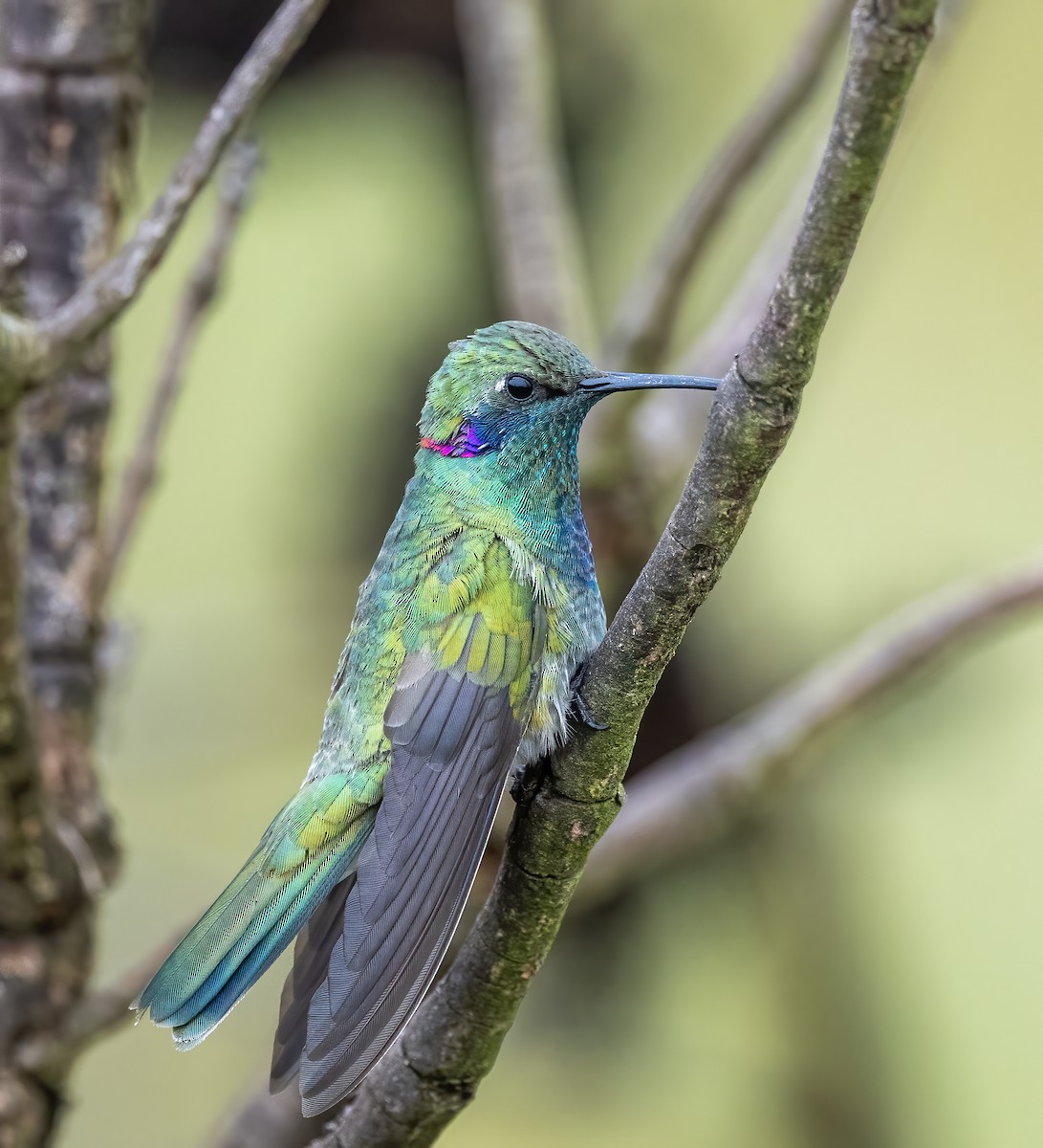 White-vented Violetear - ML640491099