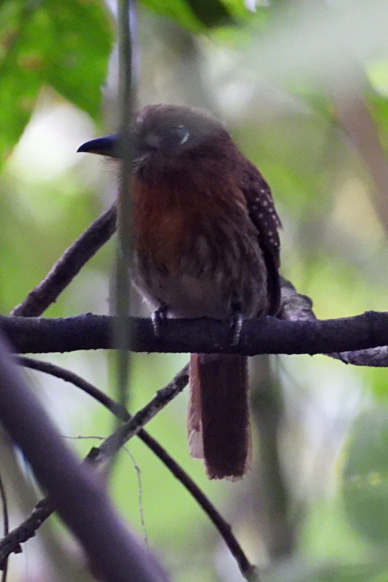 Moustached Puffbird - ML640491120