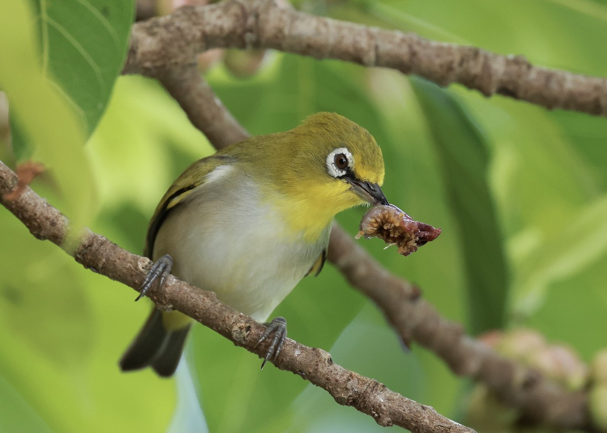 Ashy-bellied White-eye - ML640491135