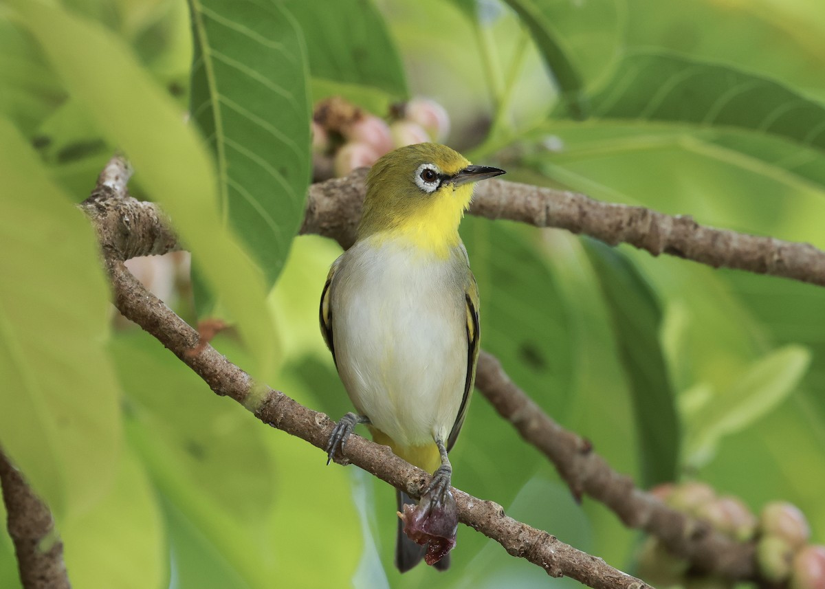 Ashy-bellied White-eye - ML640491136