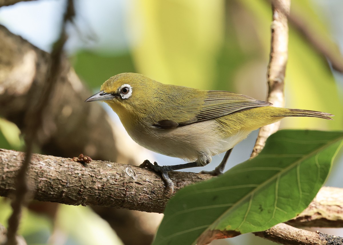 Ashy-bellied White-eye - ML640491137
