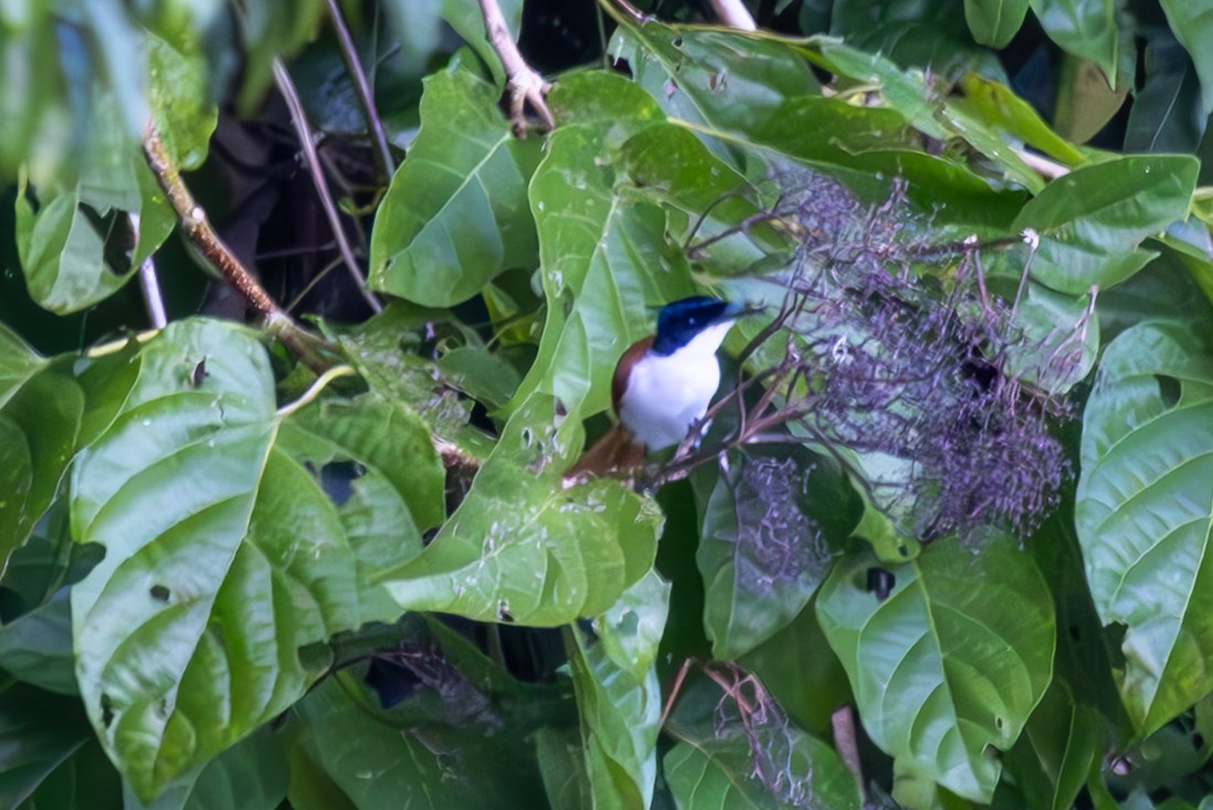 Shining Flycatcher - ML640491167