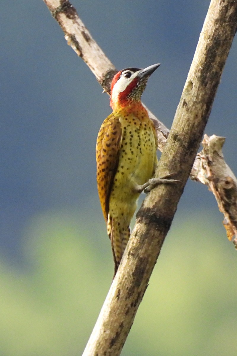 Spot-breasted Woodpecker - ML640491179
