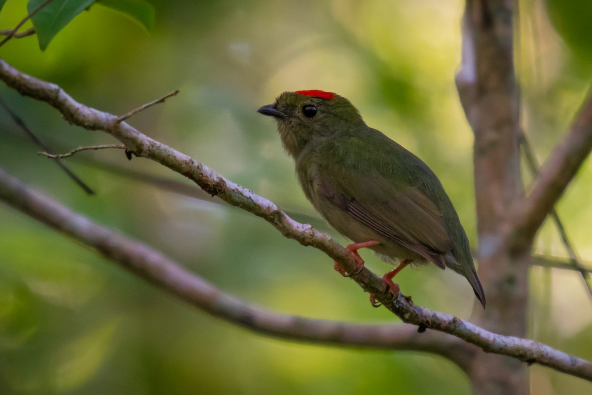 Blue-backed Manakin - ML640491180