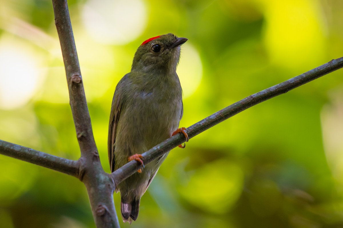 Blue-backed Manakin - ML640491181