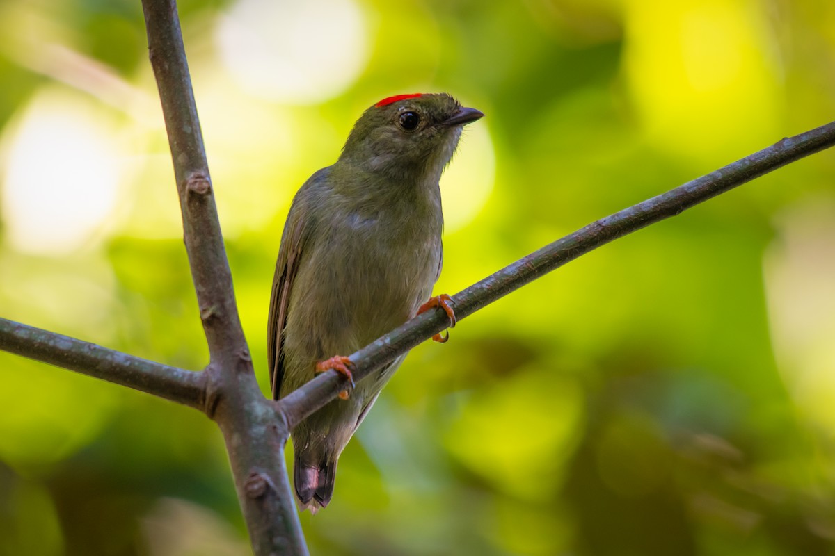 Blue-backed Manakin - ML640491182