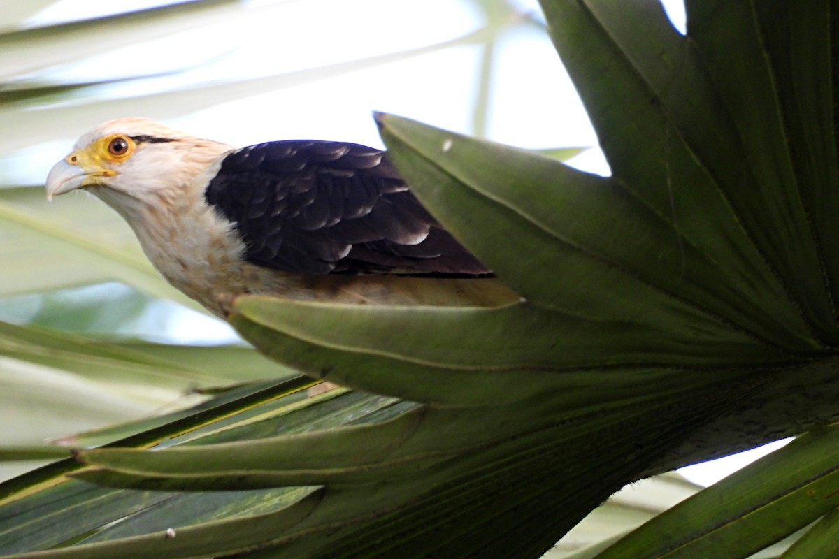 Yellow-headed Caracara - ML640491191