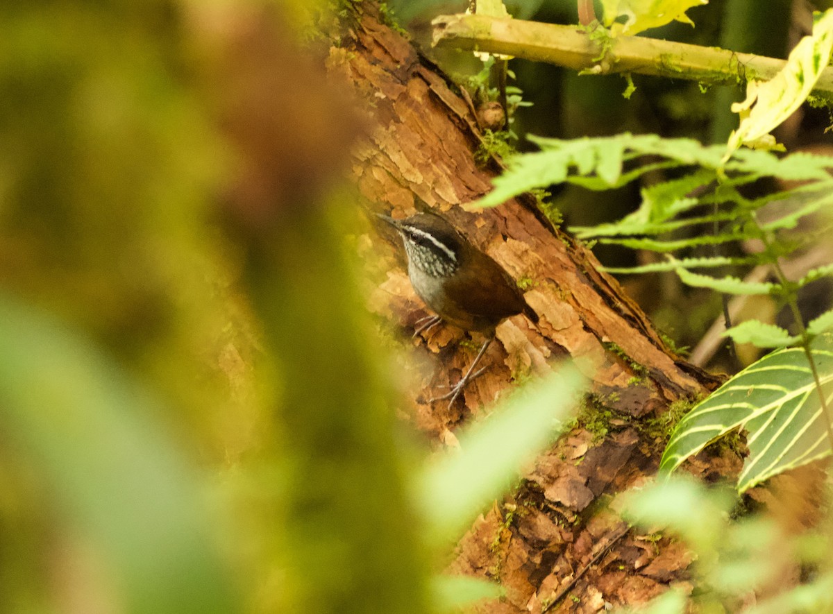 Gray-breasted Wood-Wren - ML640491234