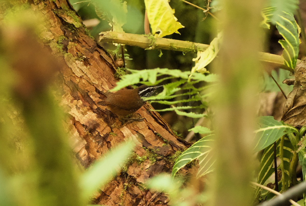 Gray-breasted Wood-Wren - ML640491236
