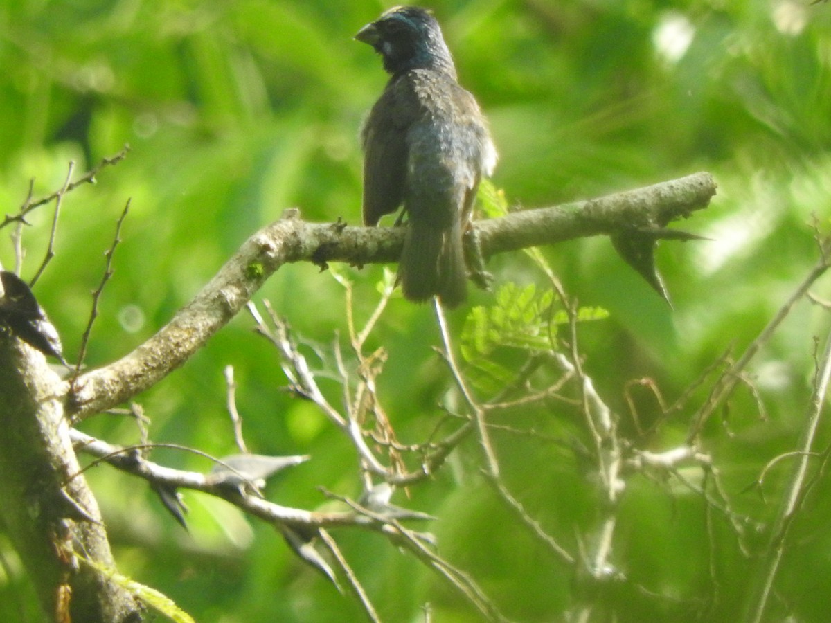 Blue Bunting - ML640491271