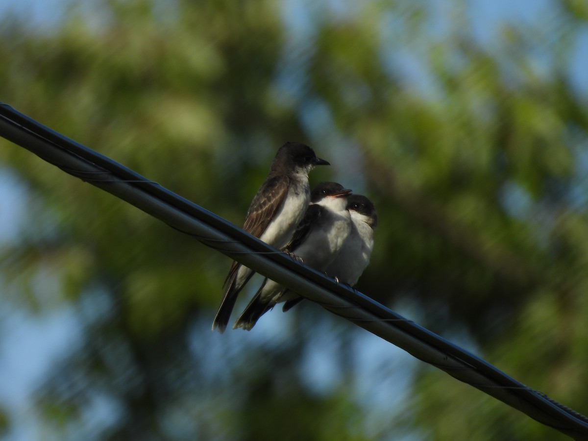 Eastern Kingbird - ML640491280