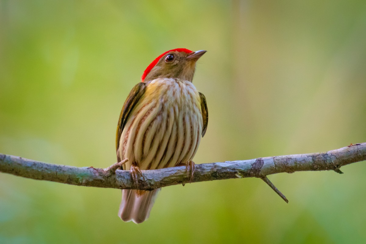 Kinglet Manakin - ML640491299