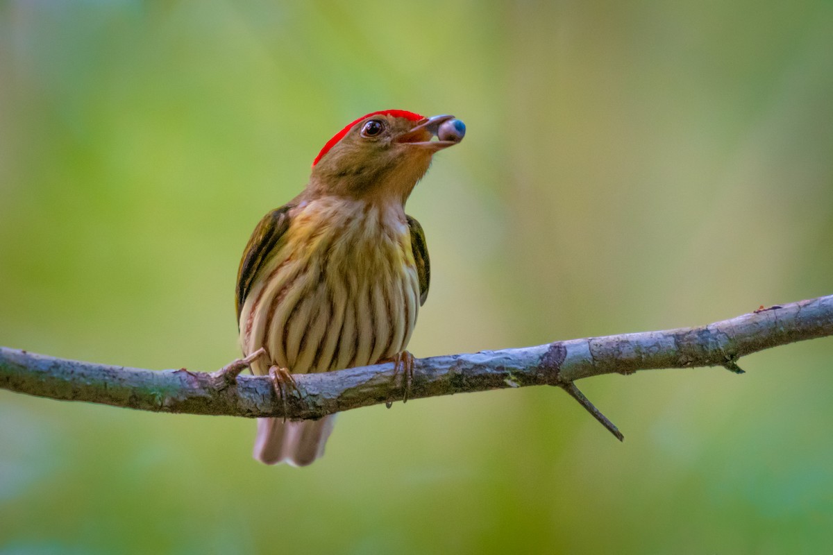Kinglet Manakin - ML640491300