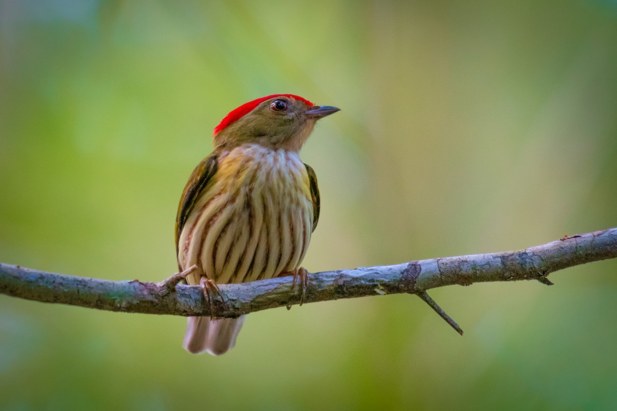 Kinglet Manakin - ML640491301