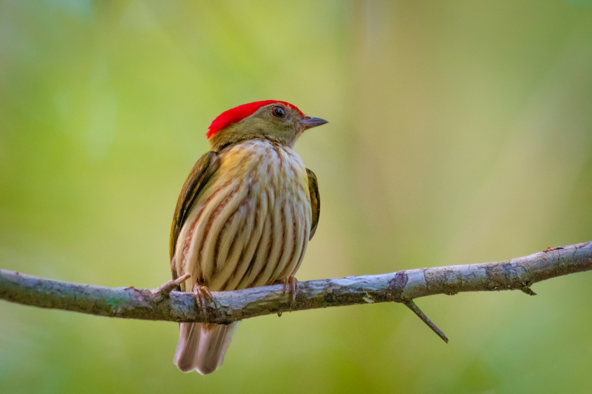 Kinglet Manakin - ML640491303