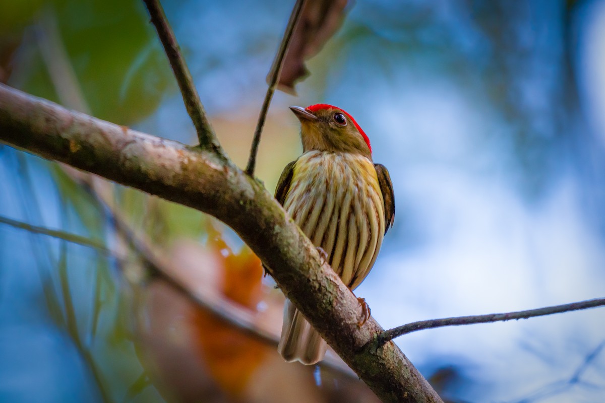 Kinglet Manakin - ML640491304