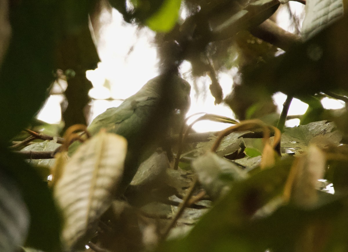 Scaly-naped Amazon - ML640491306