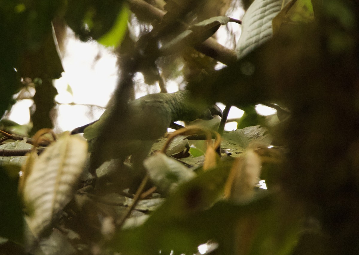 Scaly-naped Amazon - ML640491308