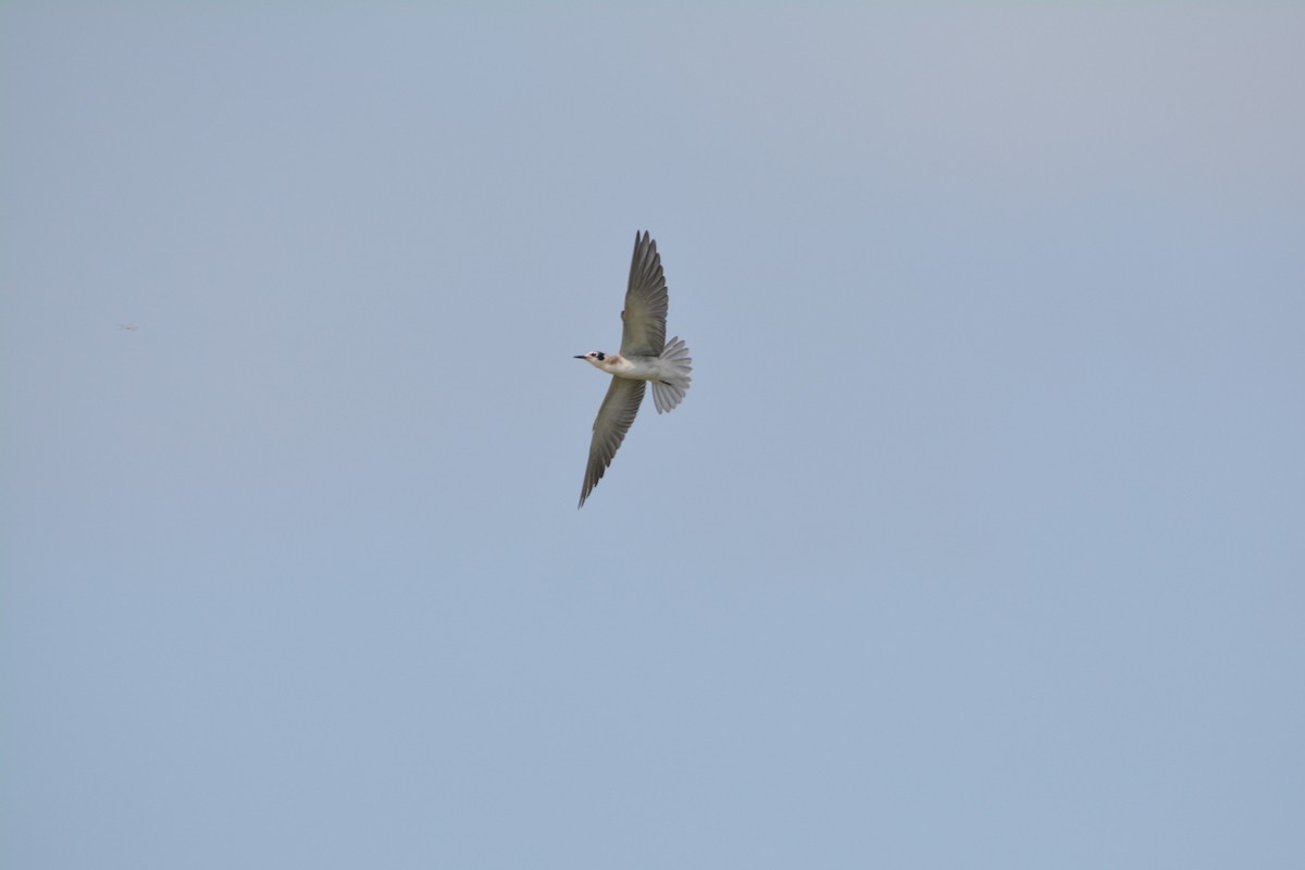 Black Tern - ML640491311