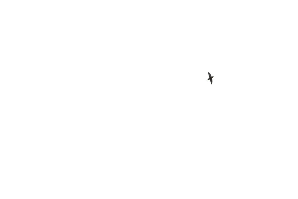 Vaux's Swift - ML640491328