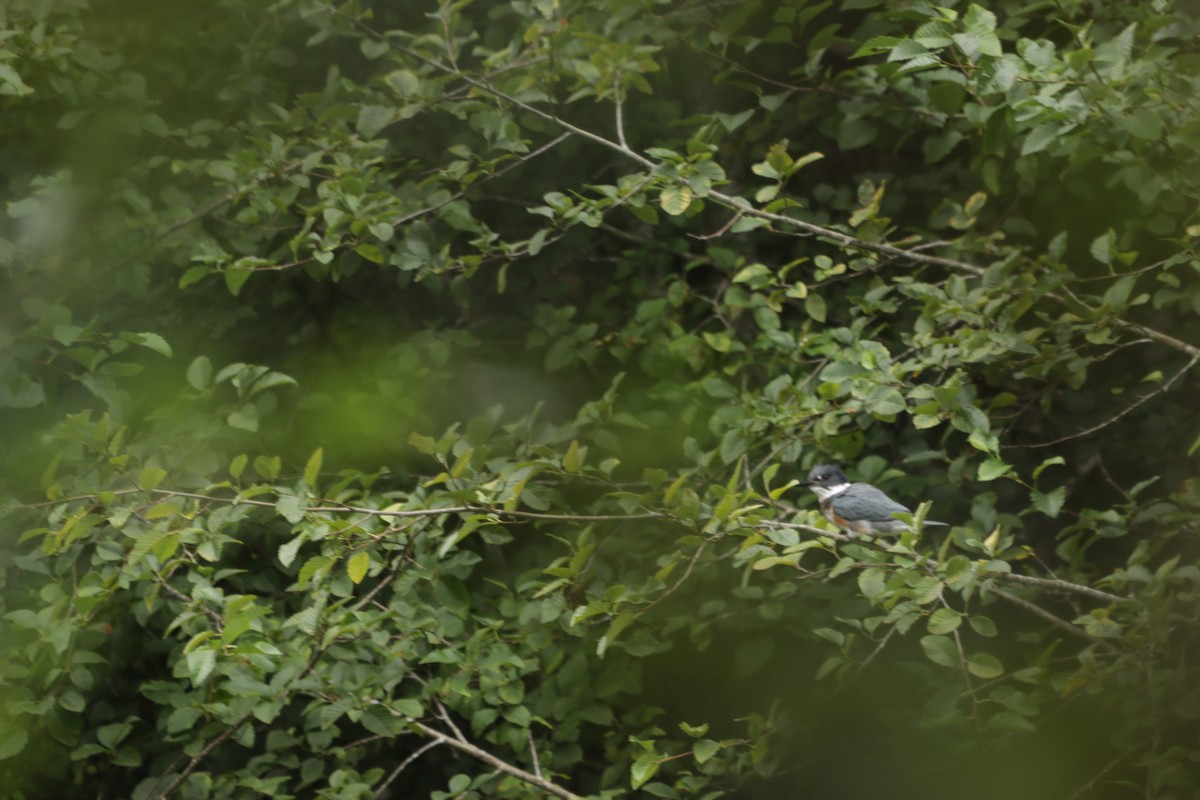 Belted Kingfisher - ML640491334