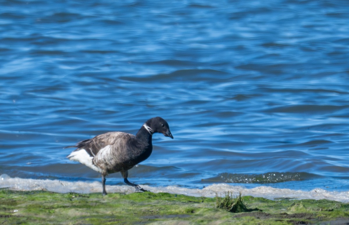 Brant - ML640491346