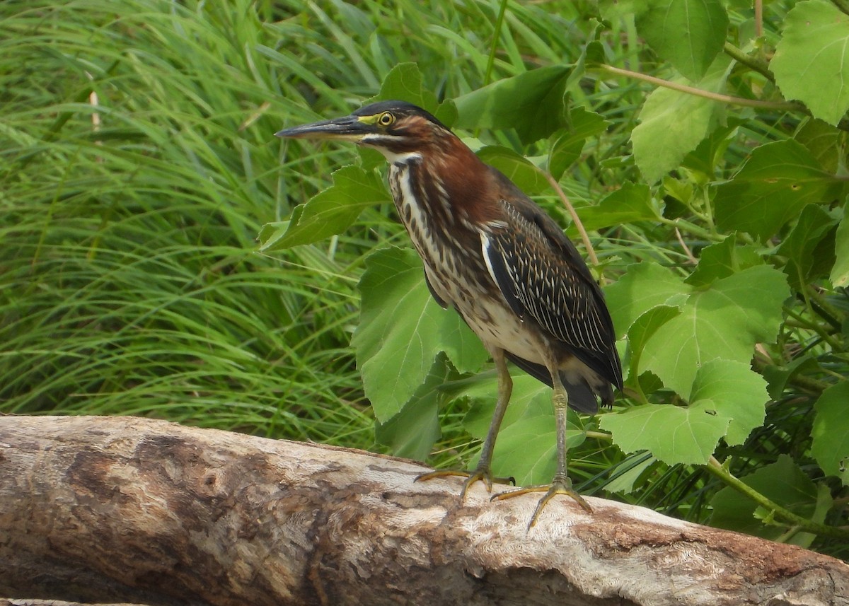 Green Heron - ML640491351