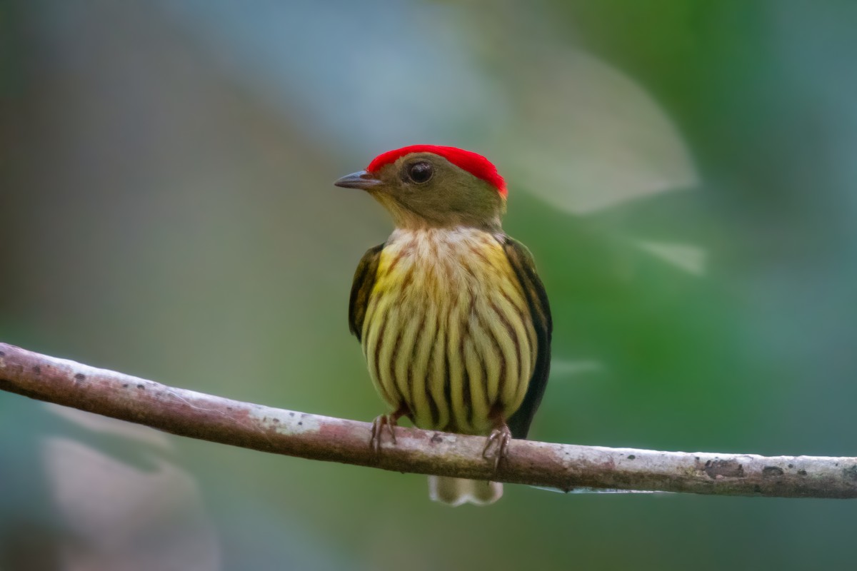 Kinglet Manakin - ML640491360