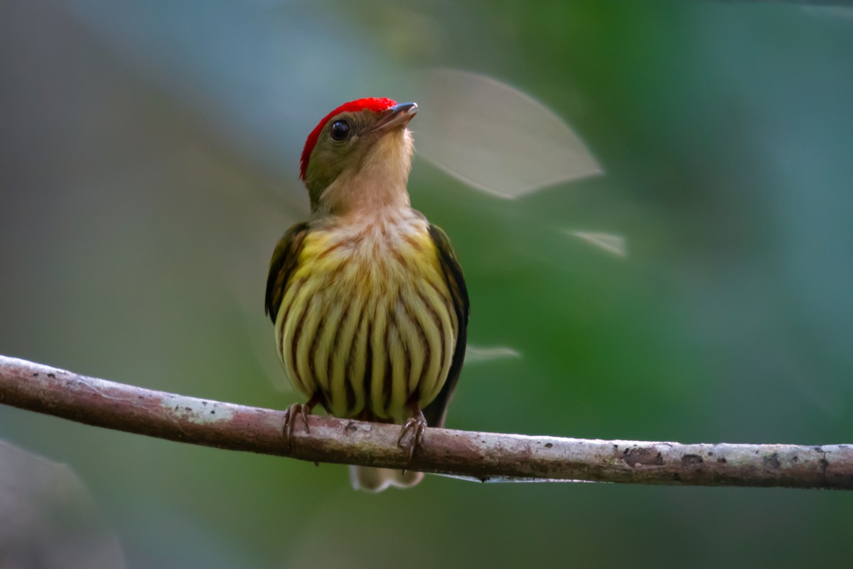 Kinglet Manakin - ML640491364