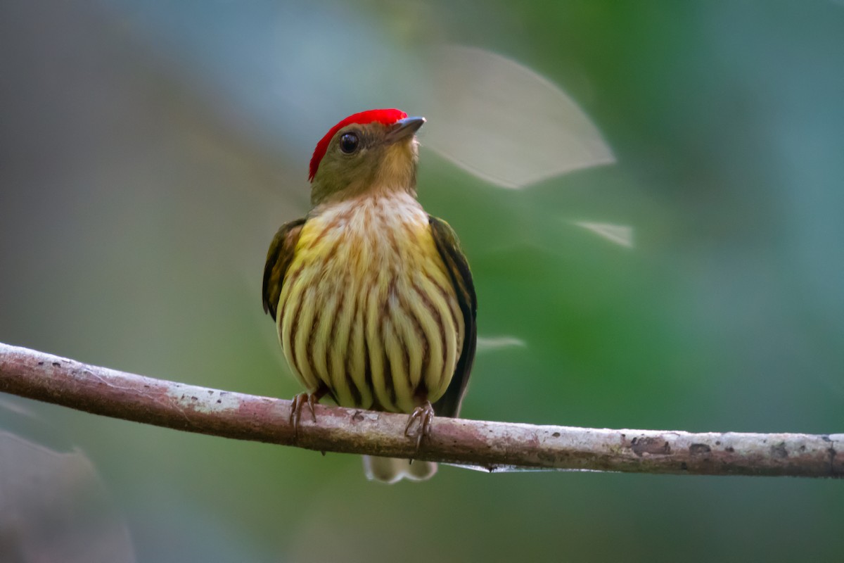 Kinglet Manakin - ML640491365