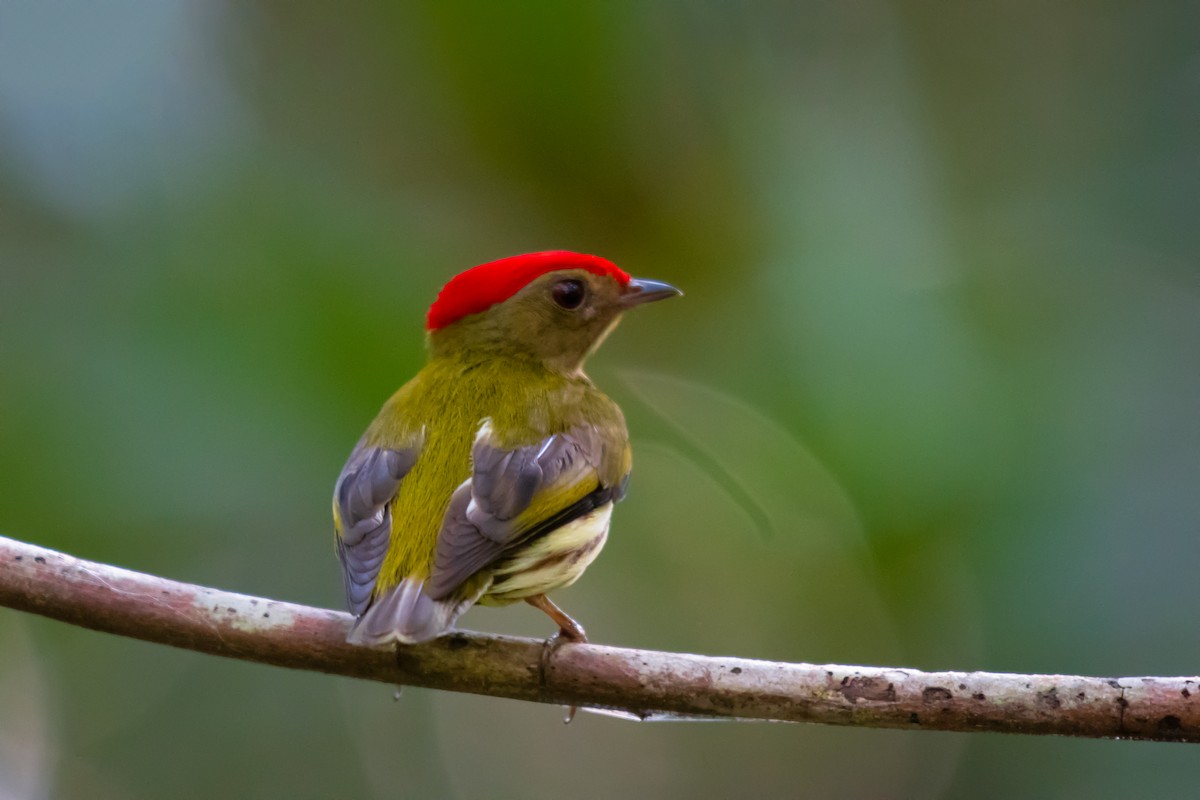 Kinglet Manakin - ML640491369