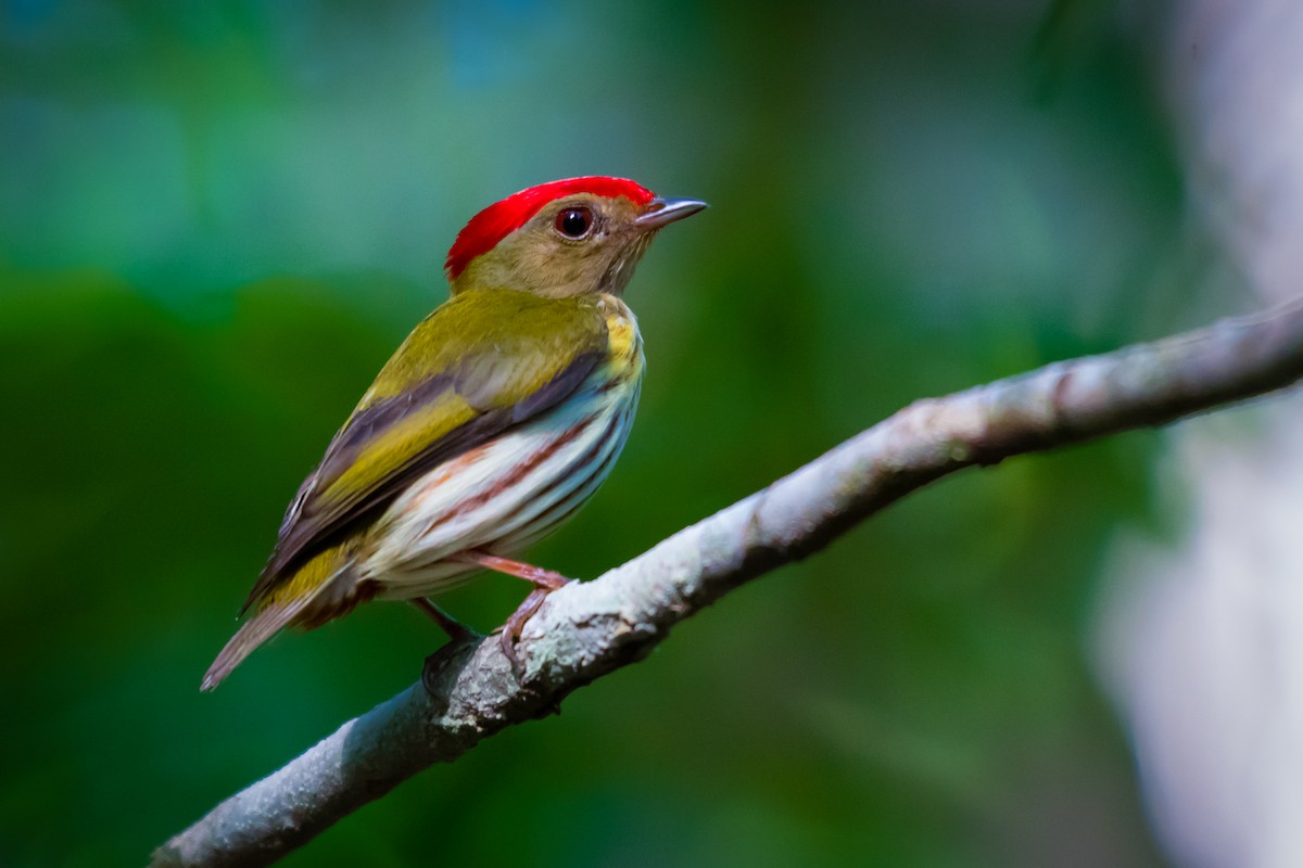 Kinglet Manakin - ML640491370