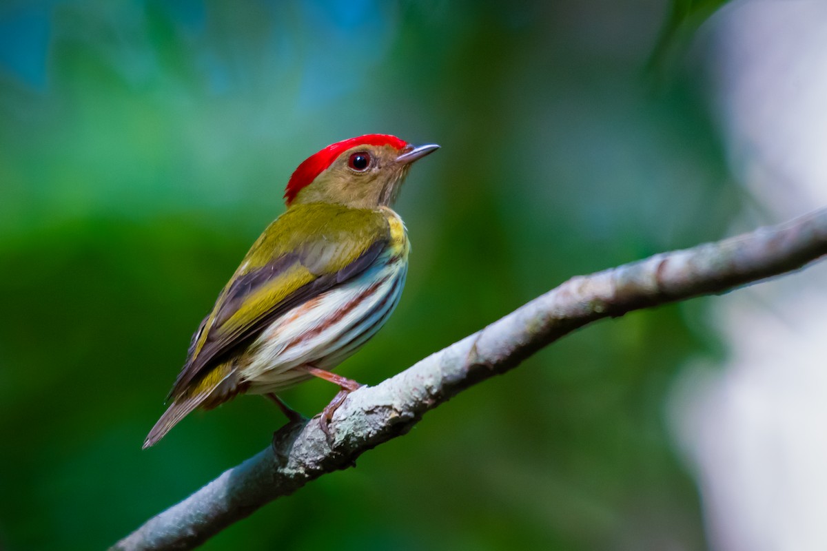 Kinglet Manakin - ML640491371