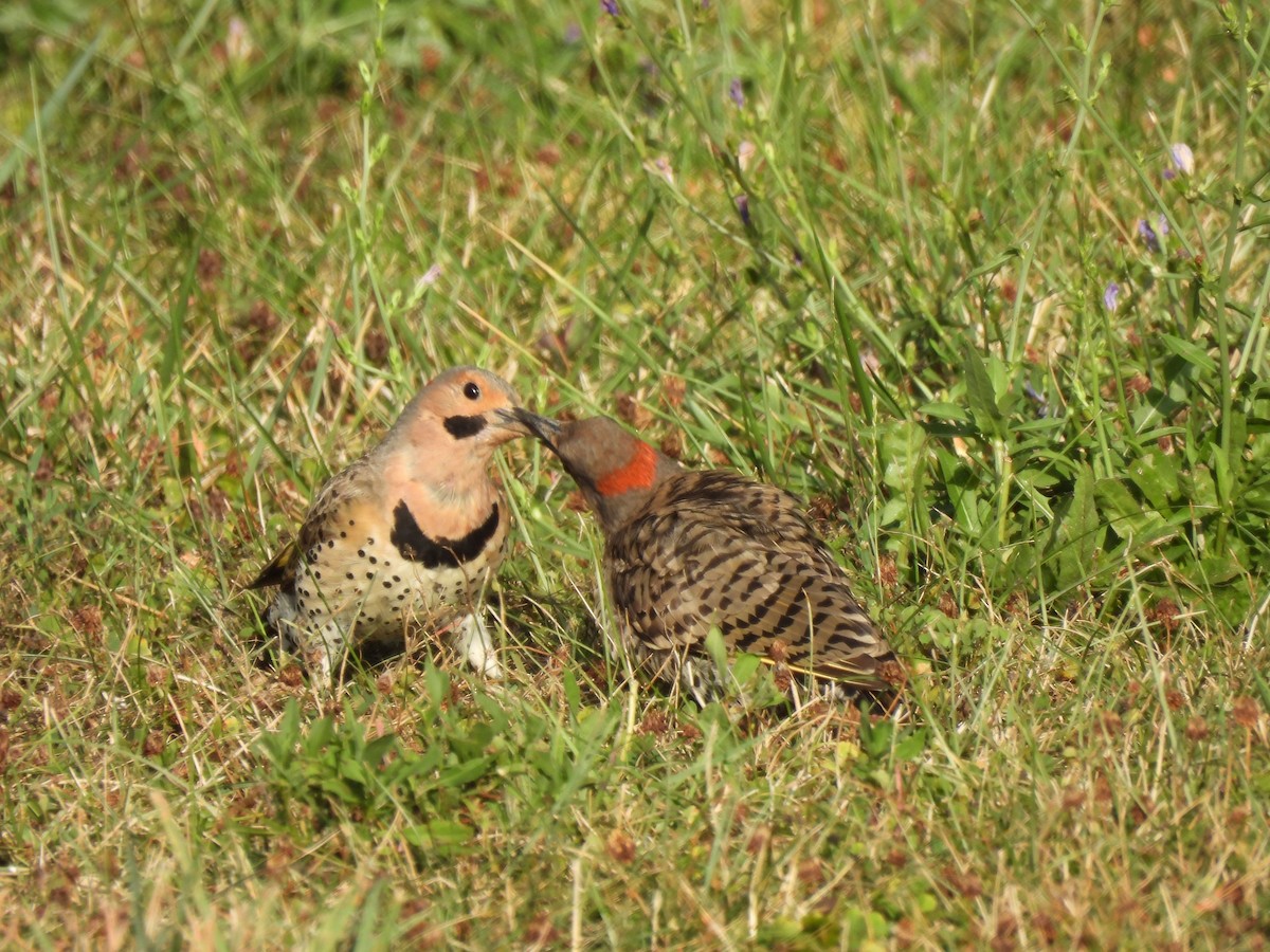 Northern Flicker - ML640491378