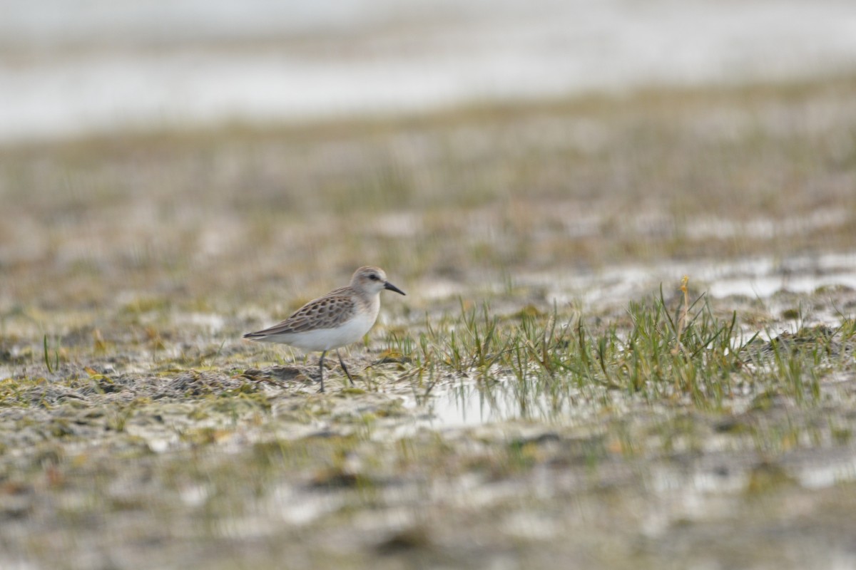 Semipalmated Sandpiper - ML640491392