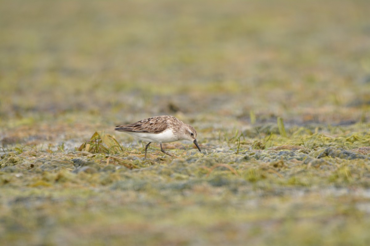 Semipalmated Sandpiper - ML640491431