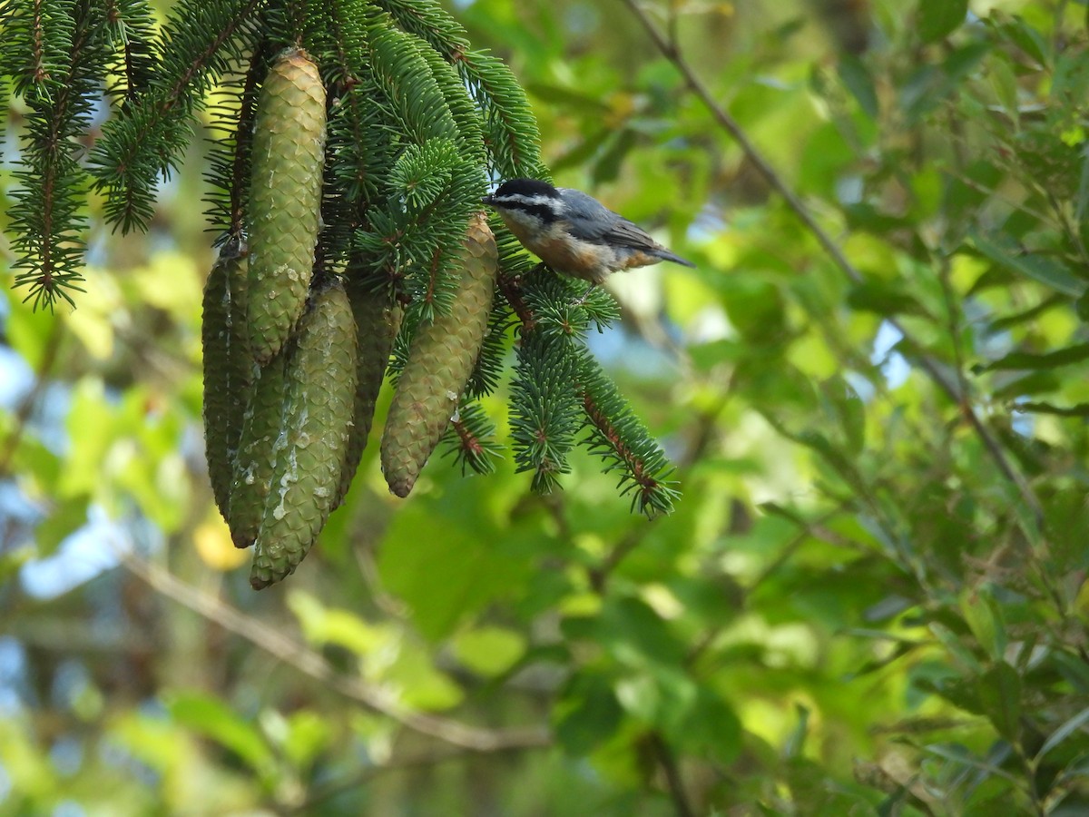 Red-breasted Nuthatch - ML640491433